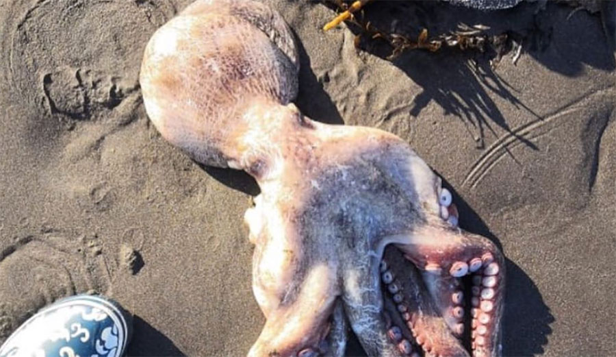 Dead octopus in Kamchatka Peninsula