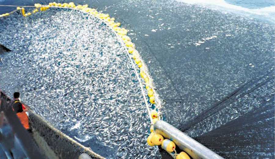 A trawler reels in a fishing net containing hundreds of thousands of cod. 