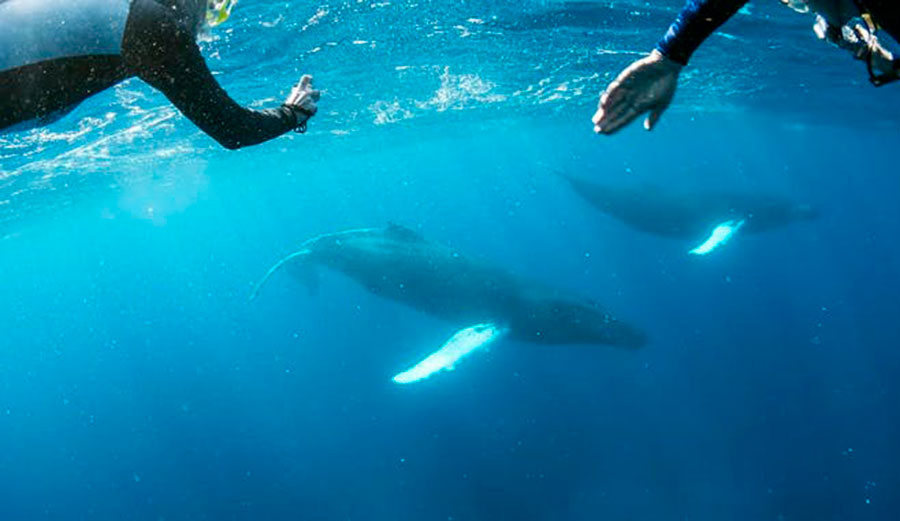 Whale in ocean with swimmers watching