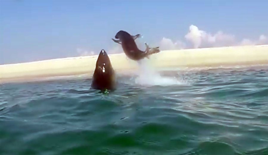 Dramatic Footage Shows Great White Shark and Seal Going Airborne Mid ...