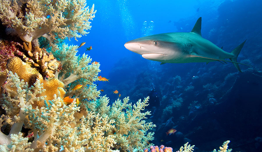 Shark swimming over reef