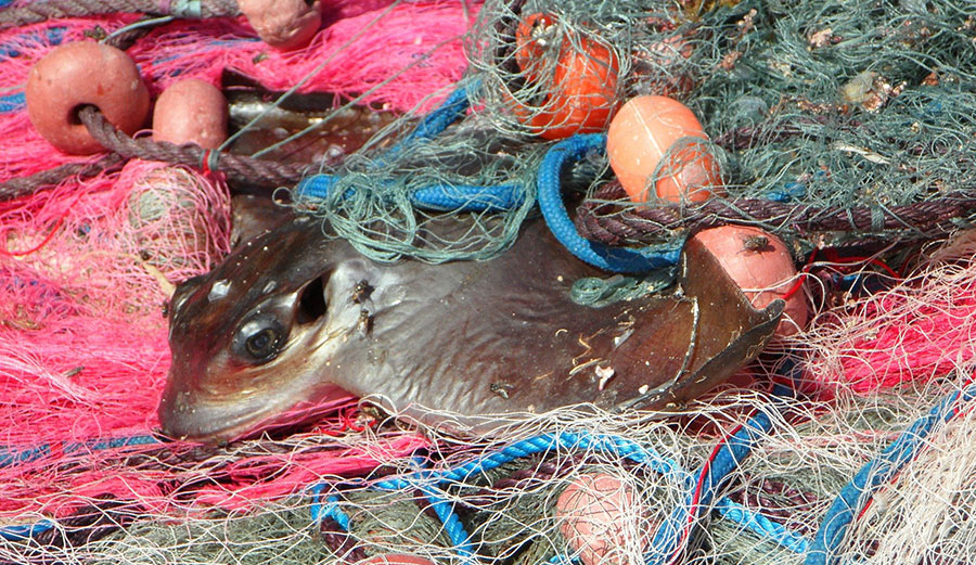 Seaspiracy: How to Make Fishing More Sustainable by Tackling Bycatch