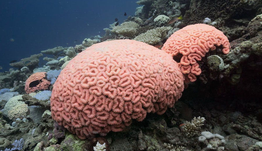 Just before they turned white, the corals turned abnormally bright shades.