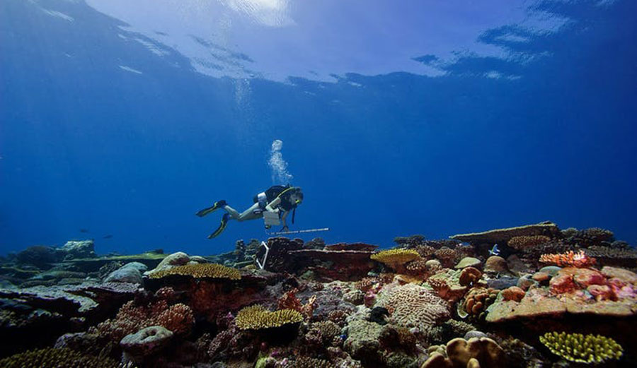 A diver documents the coral reefs in the Chagos Archipelago. 