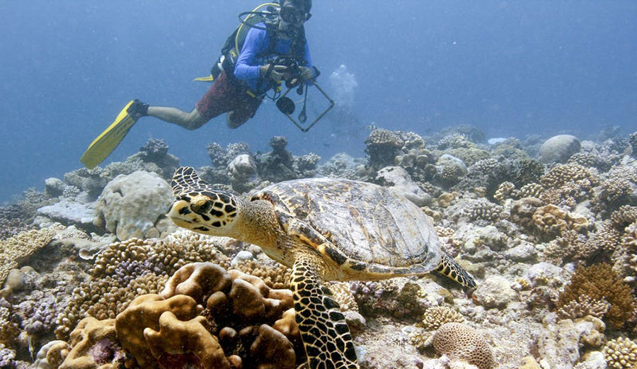 Sam Purkis, dives near a hawksbill turtle in the Chagos Archipelago