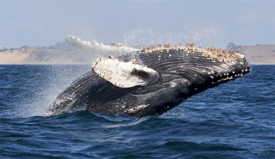 humpback whale