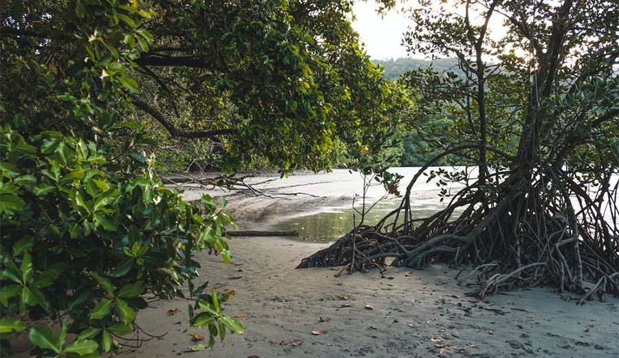 Mangrove forests 