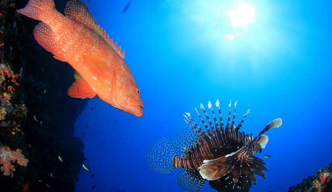 controlling-invasive-lionfish-fear-of-being-eaten-might-keep-them-from