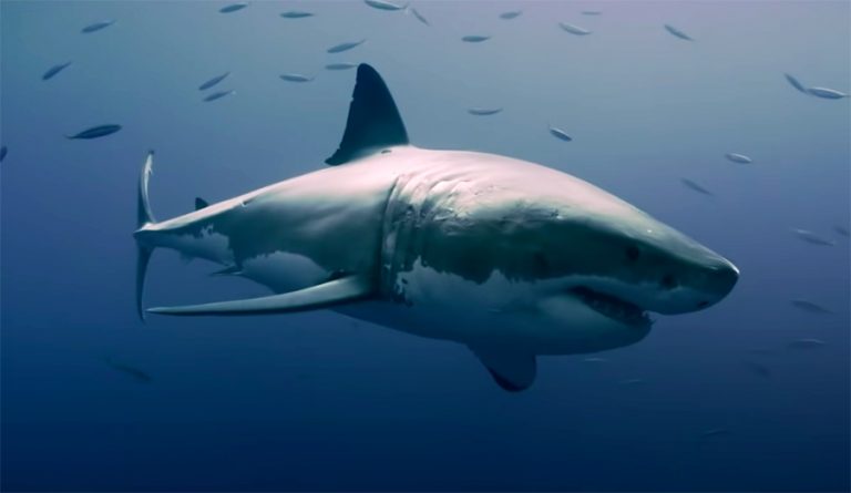 Two Australian Documentaries Examine the Detriments of Shark Culling ...