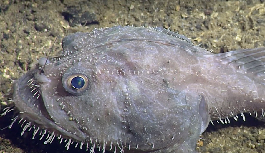 Anglerfish: Crazy Footage of a Weird and Wonderful Creature