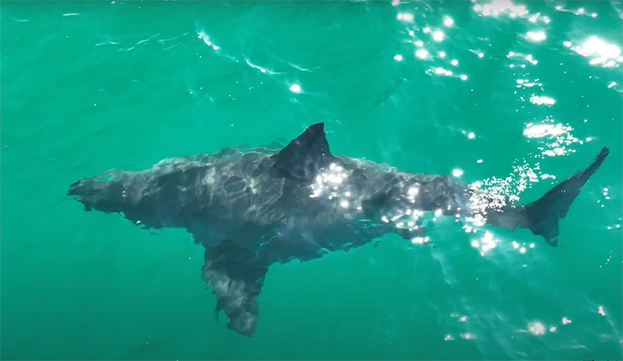 Massive Pregnant Great White Shark Spotted Cruising Off California ...