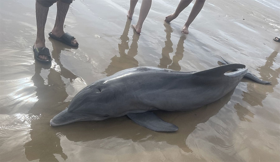 A Stranded Dolphin Died In Texas After Beachgoers Decided to Ride Her