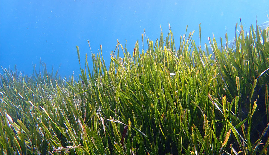 world's largest plant in western Australia