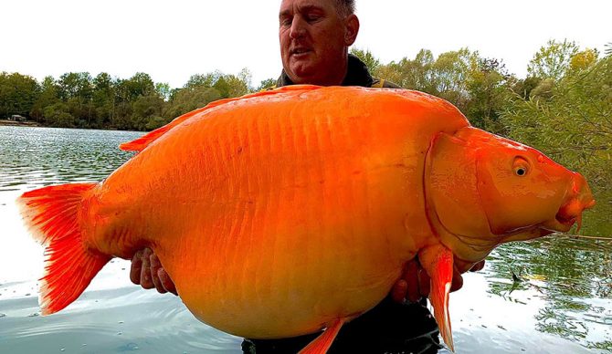 Enormous 67-Pound Hybrid Goldfish Caught In French Lake