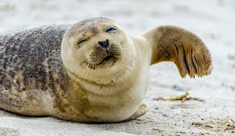 Thousands of Seals Washed Up Dead In Russia's Caspian Sea