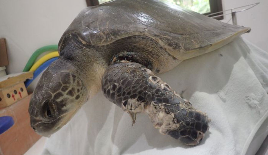 Rescued Amputee Endangered Sea Turtle Finds Forever Home