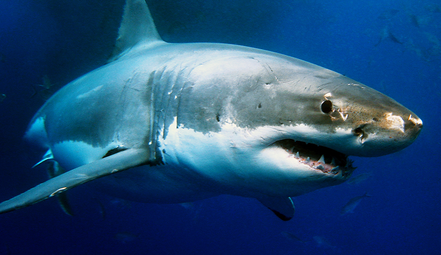 a great white shark