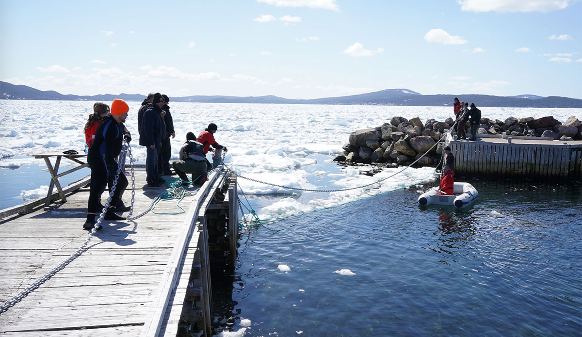 dolphins stuck in dildo cove