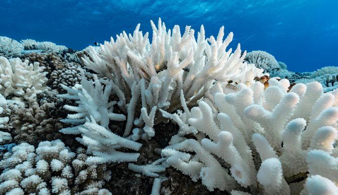 coral in marine heat wave