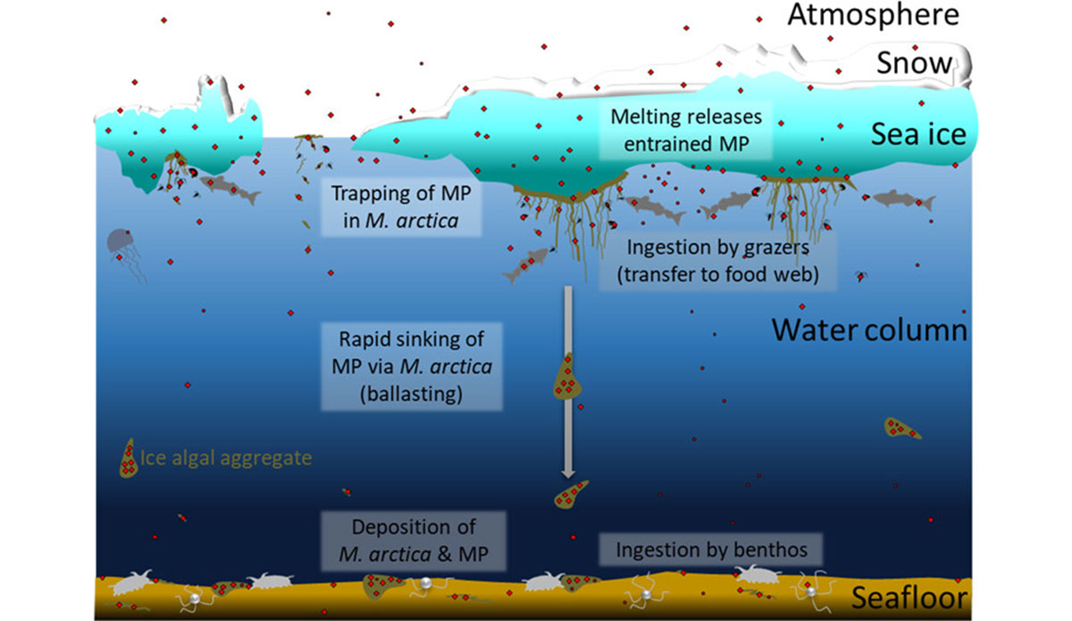 Microplastics Found In Arctic Algae Could Spell Disaster For The Food Chain