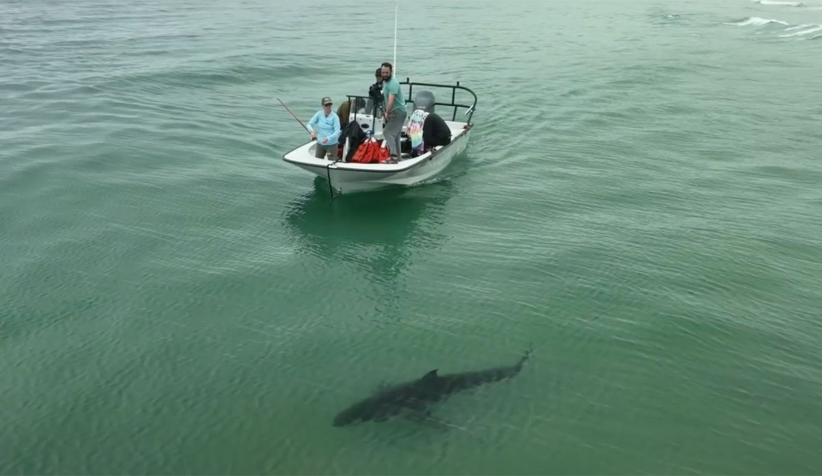 Here's an Up Close Look at How Great White Sharks are Tagged