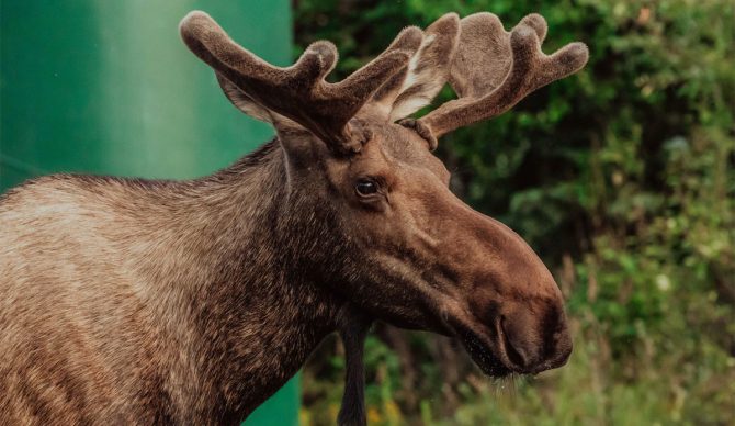 rabid moose in Alaska