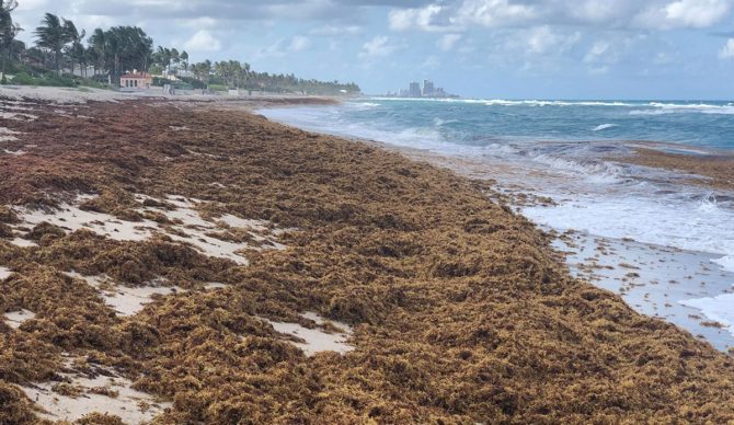 seaweed blobs in florida