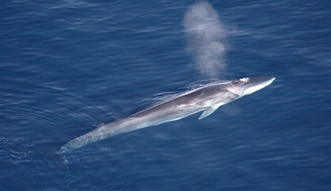 Iceland whaling hunting banned