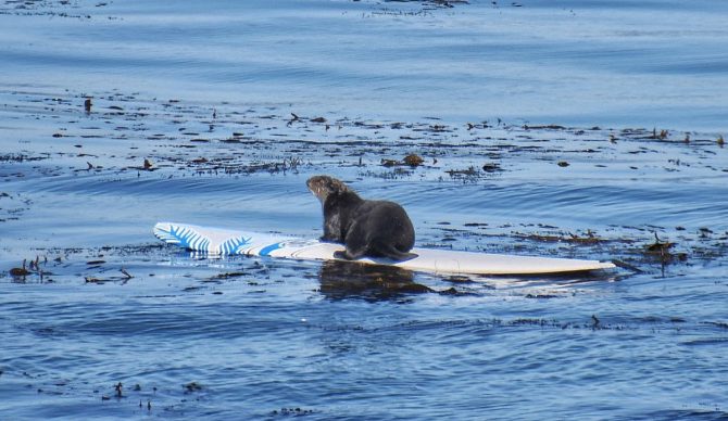 A sea otter sitting on a surfboard.