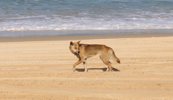 A dingo on the beach of K'Gari Island in Australia, where a woman was attacked by four dingoes. Photo: Frankie Dixon // Unsplash