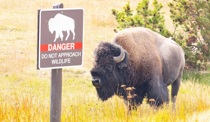 bison at Yellowstone