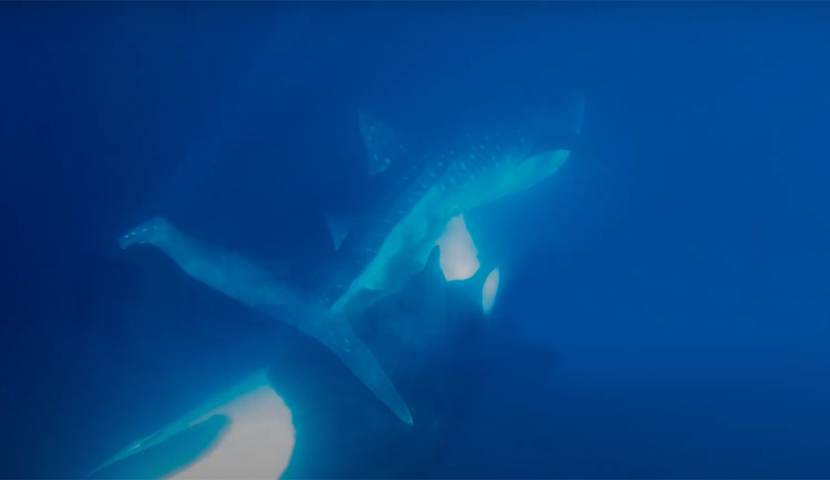 Incredible Footage Shows Orca Attacking a Whale Shark and Sucking Out ...