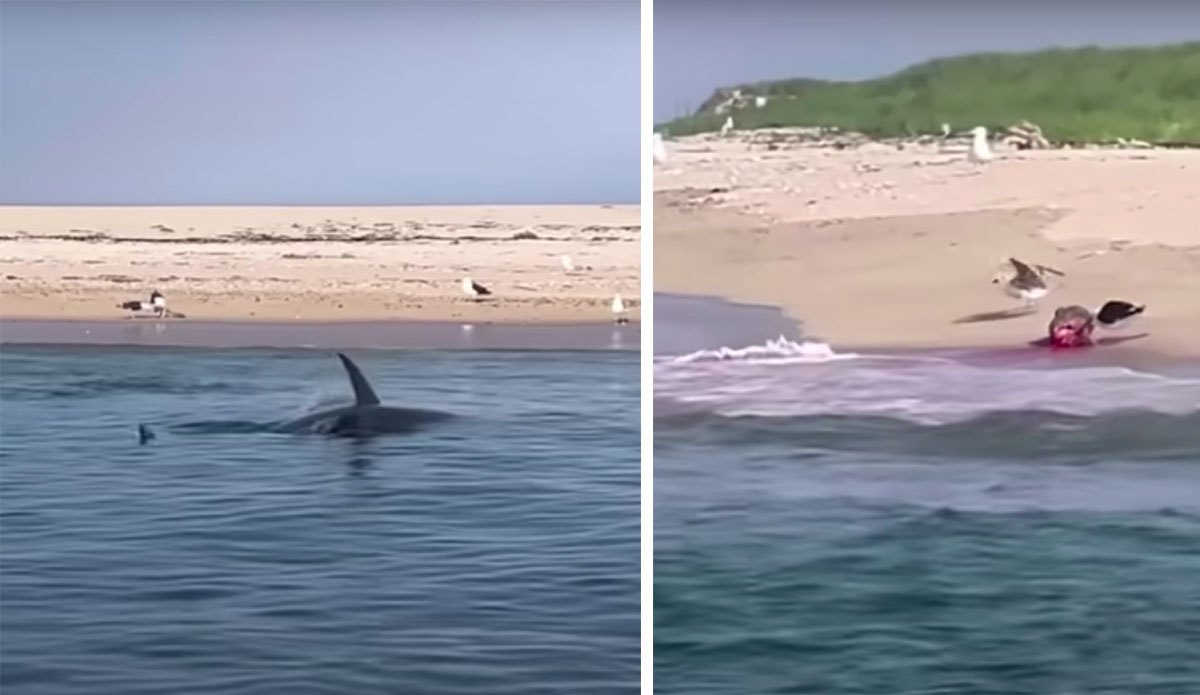 Great White Shark Bitten In Half