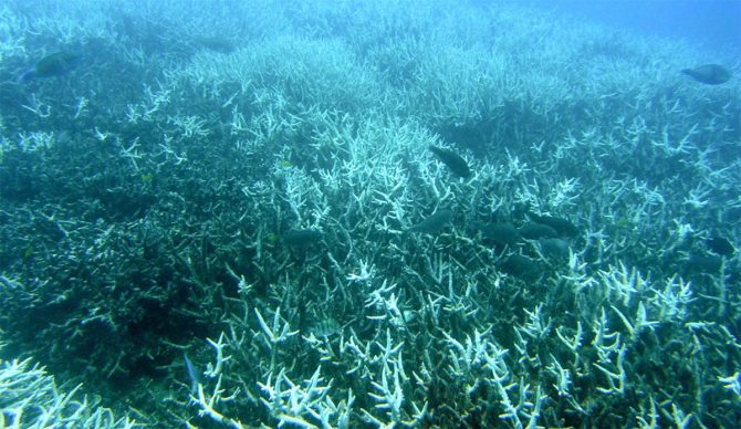 Coral bleaching