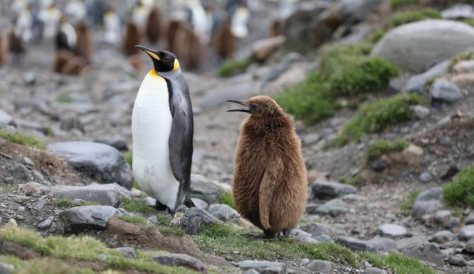 emperor penguin chicks