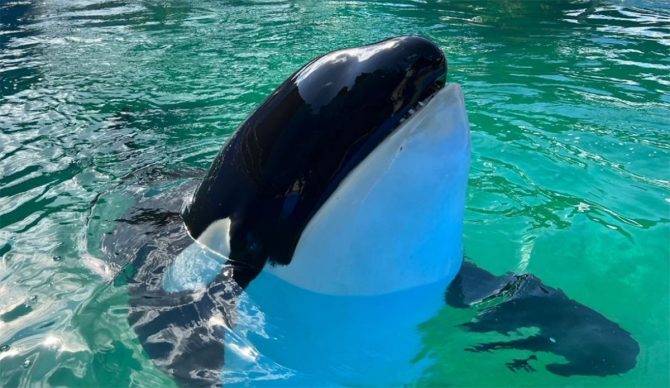 Lolita the orca in tank