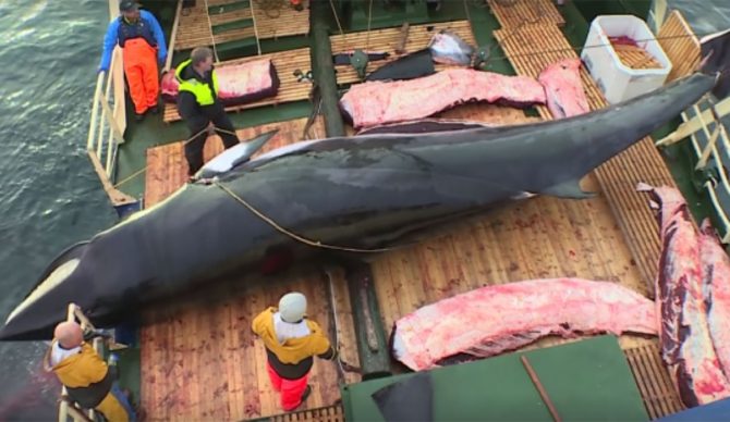 whaling in Iceland