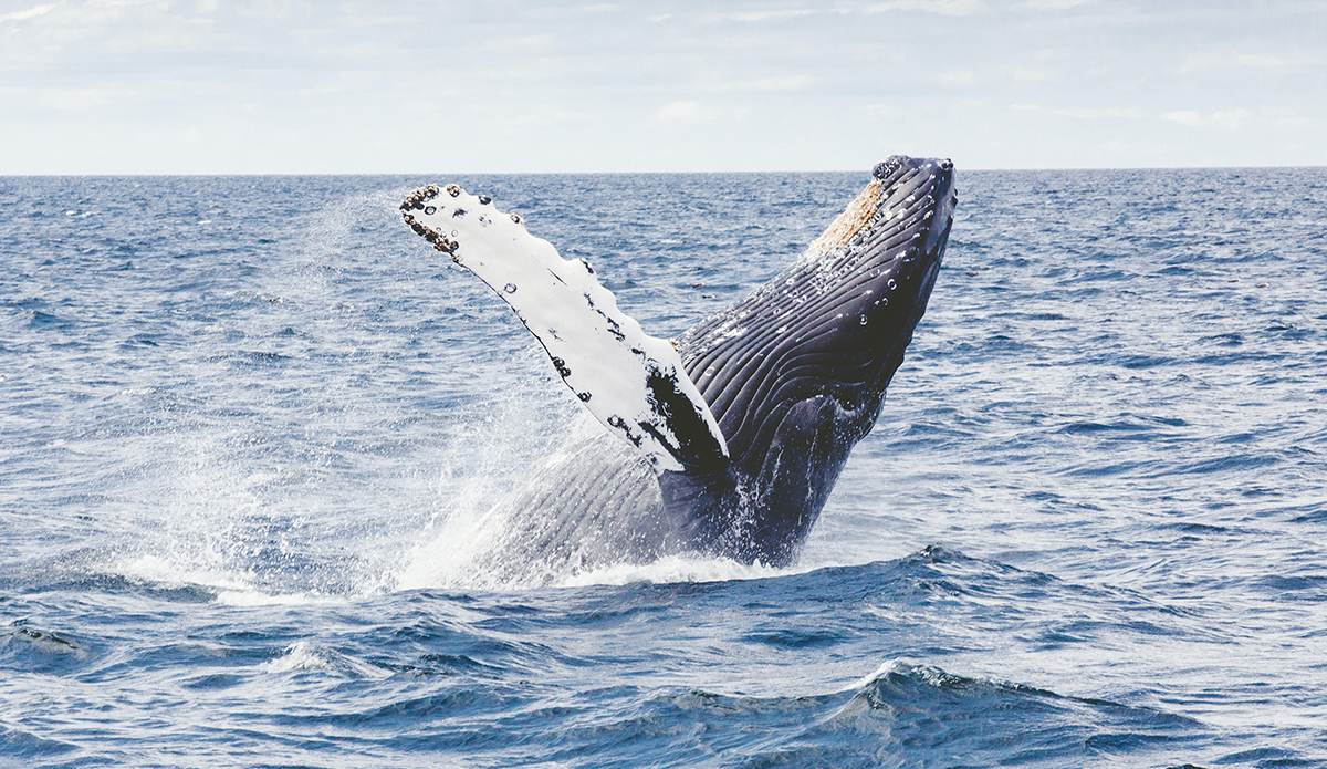تظهر الدراسة أن صيد الحيتان أدى إلى فقدان التنوع الجيني