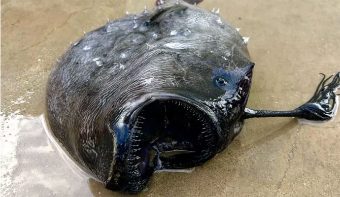 anglerfish at Crystal Cove