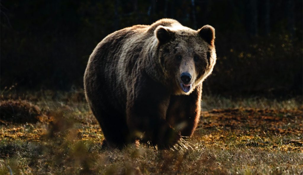 Two Victims and a Dog Killed in Grizzly Bear Attack in Banff National Park