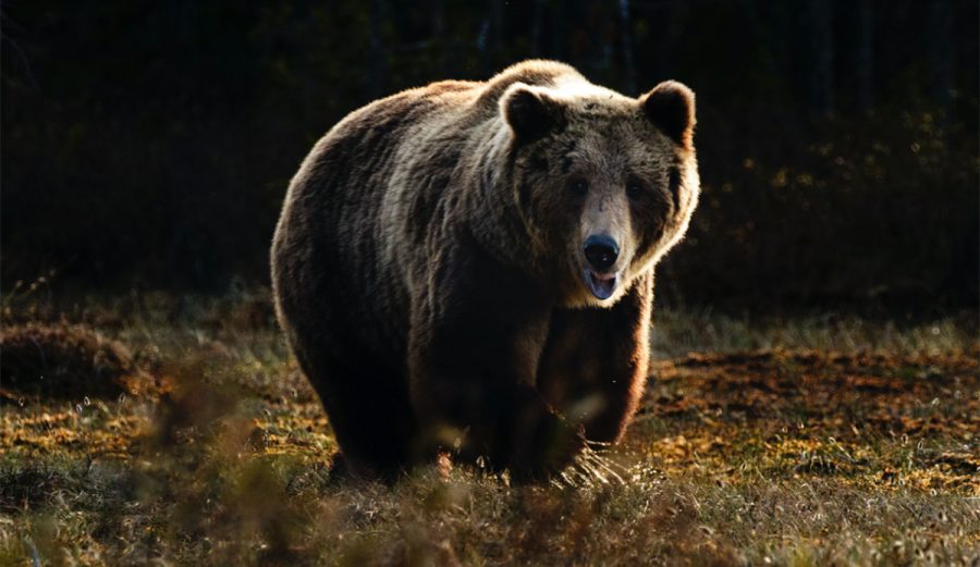 Two Victims And A Dog Killed In Grizzly Bear Attack In Banff National Park