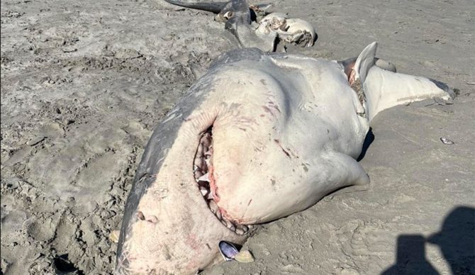 great white shark on Australia beach