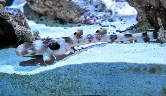 Epaulette shark