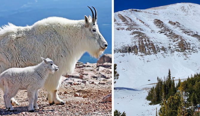 Big Sky Ski Patrol Reported That a Goat Triggered a Sizable Avalanche Above the Resort