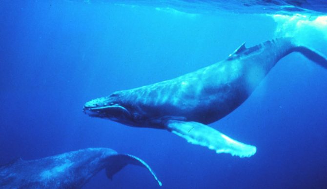 humpback whale conversation by researchers looking for an alien life form