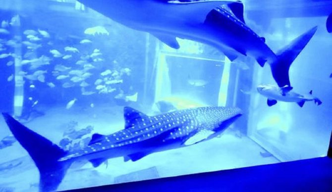 whale sharks