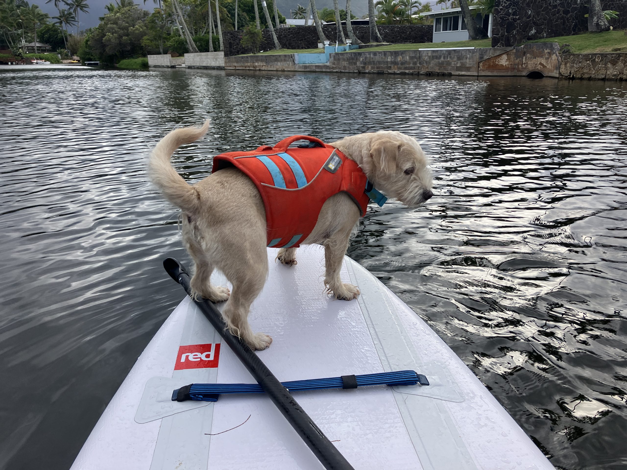 dog on the front of a paddle board