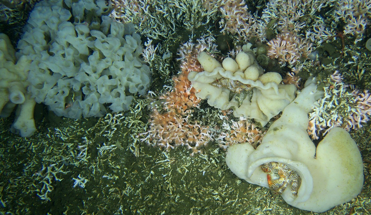 Canada's only-known live coral reef. Photo: CNW Group/Fisheries and Oceans Canada, Pacific Region