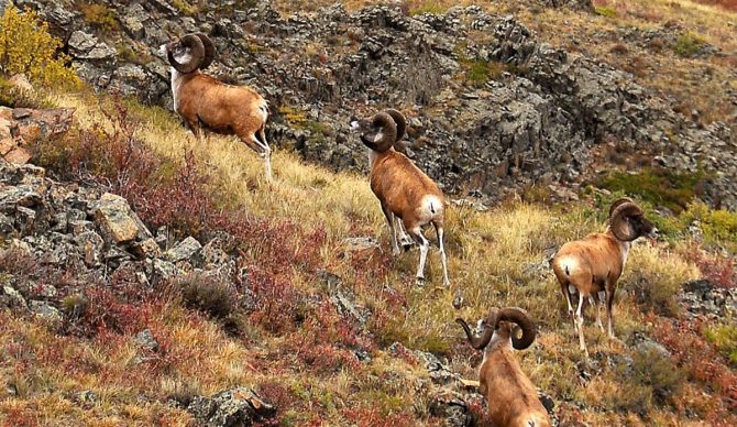 Montana Rancher cloning Marco Polo sheep