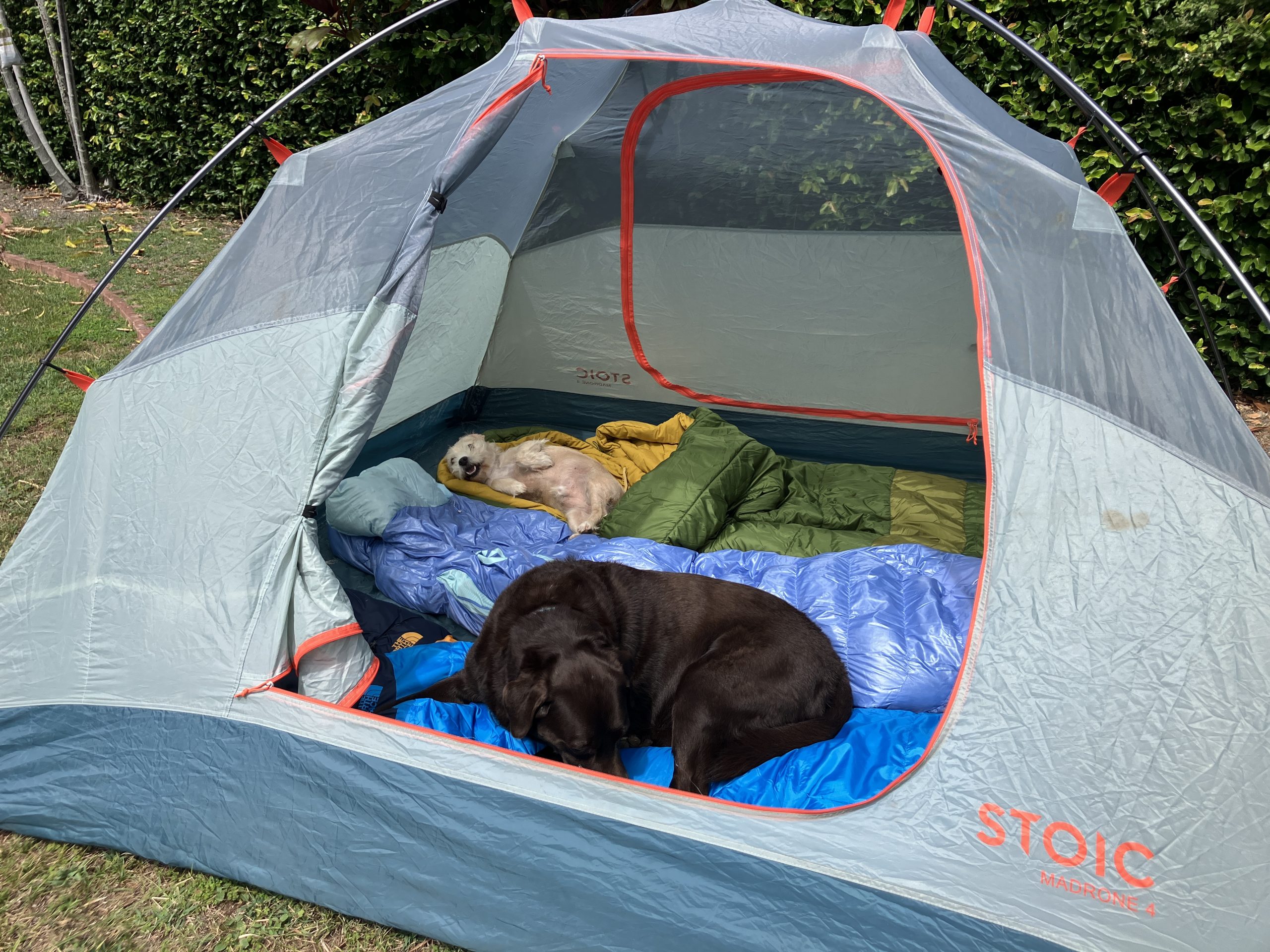 dogs in a tent on camping sleeping bags